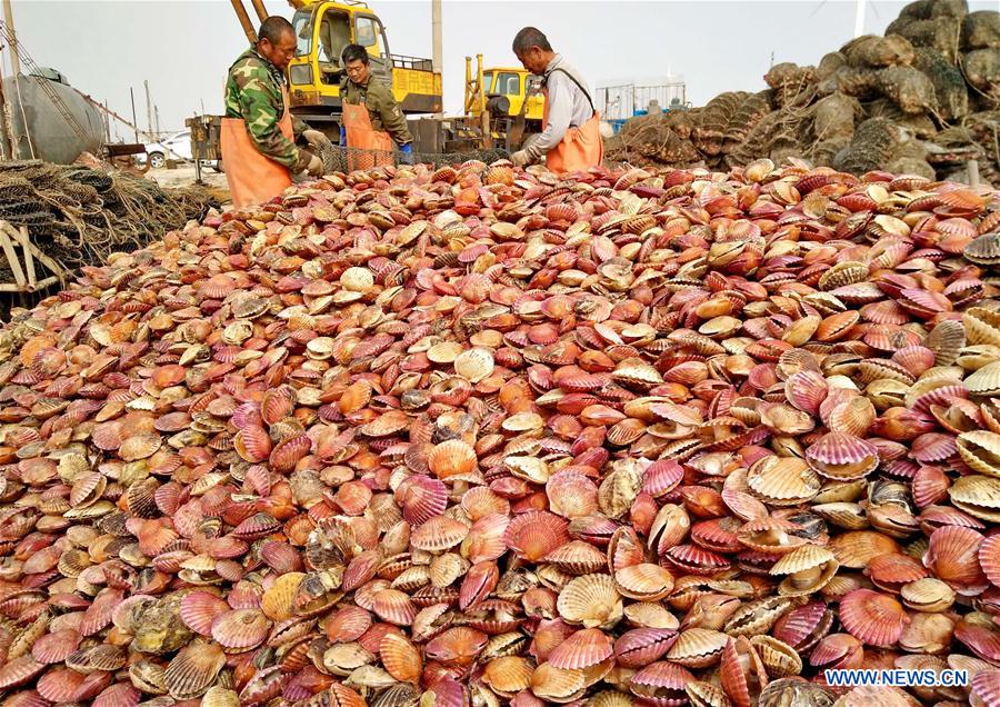 CHINA-HEBEI-AQUACULTURE-SCALLOP (CN)
