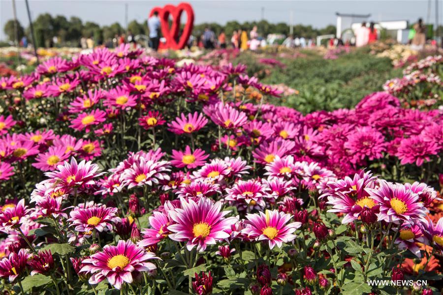 CHINA-NANJING-UNIVERSITY-CHRYSANTHEMUM (CN)