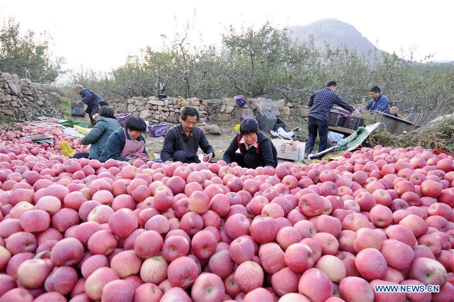CHINA-HEBEI-APPLE-HARVEST (CN)