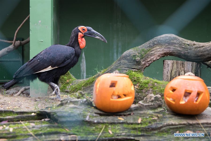 CROATIA-ZAGREB-ZOO-HALLOWEEN-CELEBRATIONS
