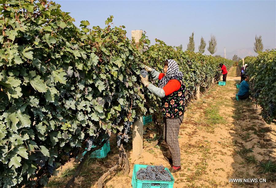 CHINA-HEBEI-AGRICULTURE-HARVEST-WINE (CN)