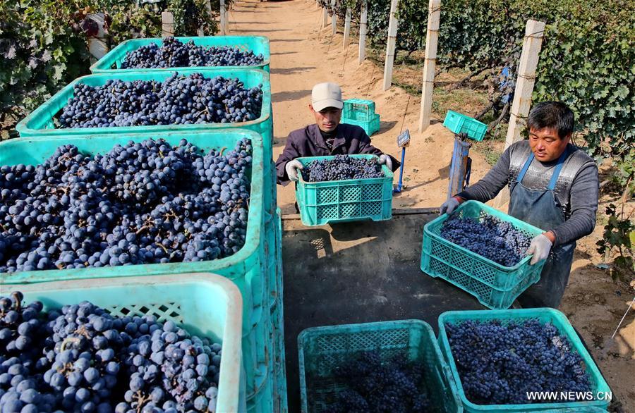 CHINA-HEBEI-AGRICULTURE-HARVEST-WINE (CN)