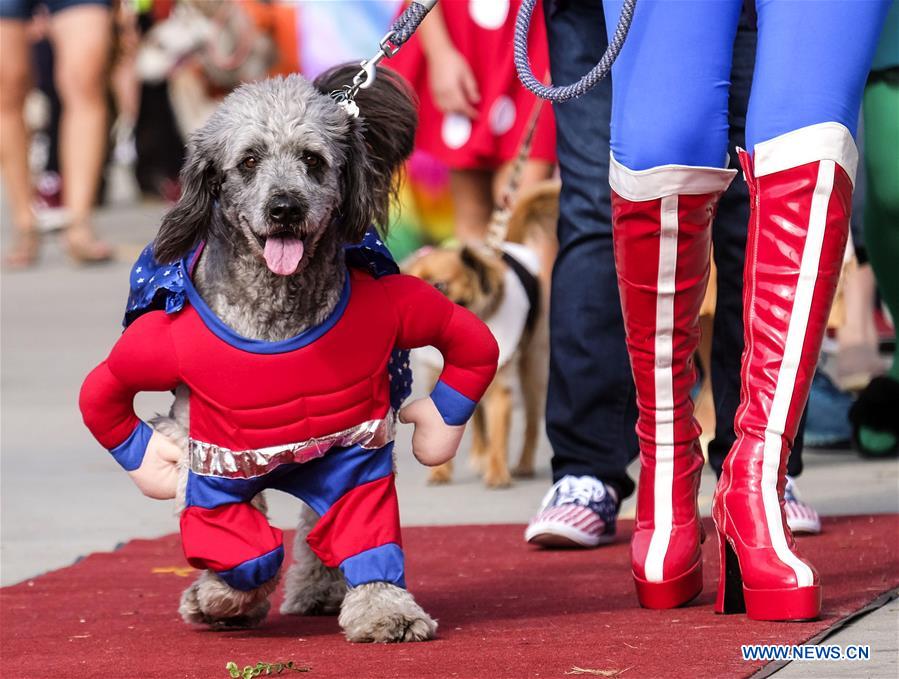 U.S.-LONG BEACH-DOG-PARADE
