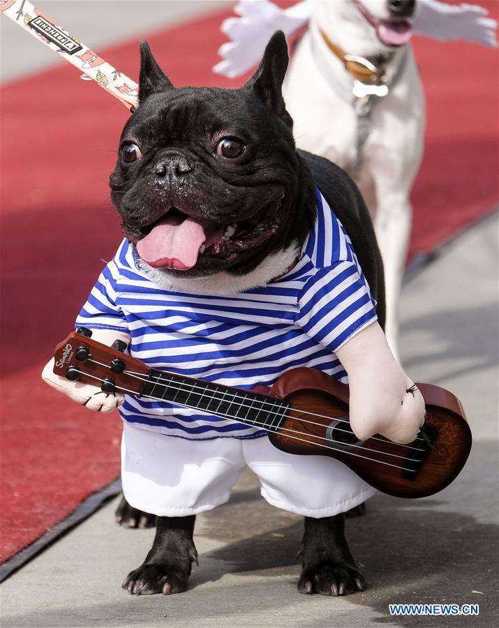 U.S.-LONG BEACH-DOG-PARADE