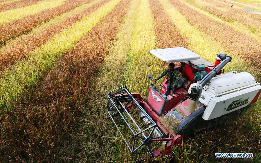 #CHINA-GUIZHOU-HARVEST (CN)