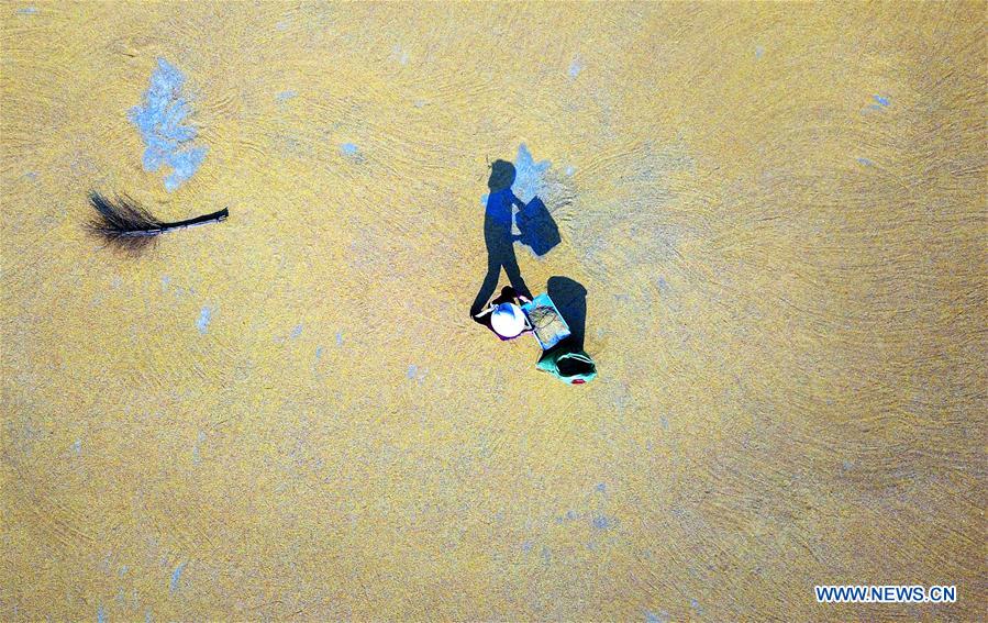 #CHINA-GUANGXI-LIUZHOU-RICE-HARVEST (CN)