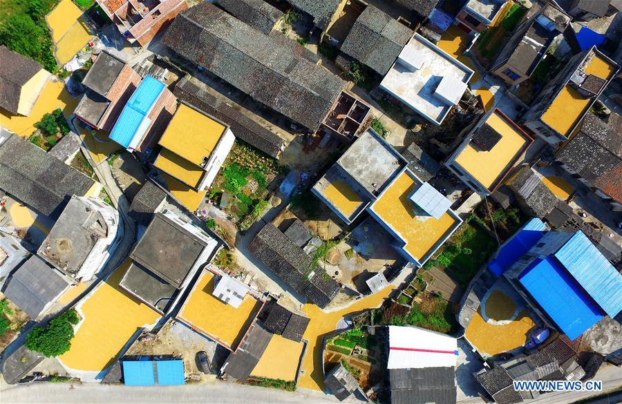 #CHINA-GUANGXI-LIUZHOU-RICE-HARVEST (CN)