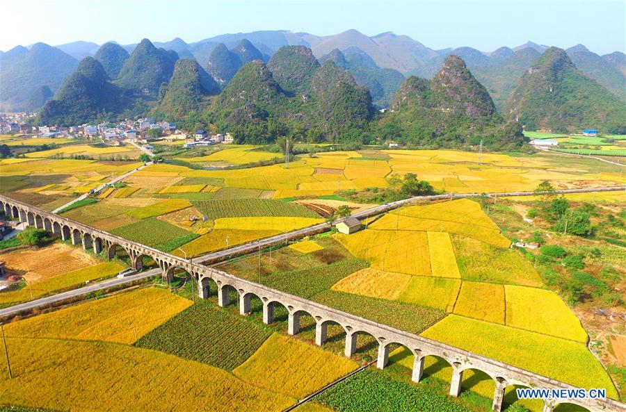 #CHINA-GUANGXI-LIUZHOU-RICE-HARVEST (CN)