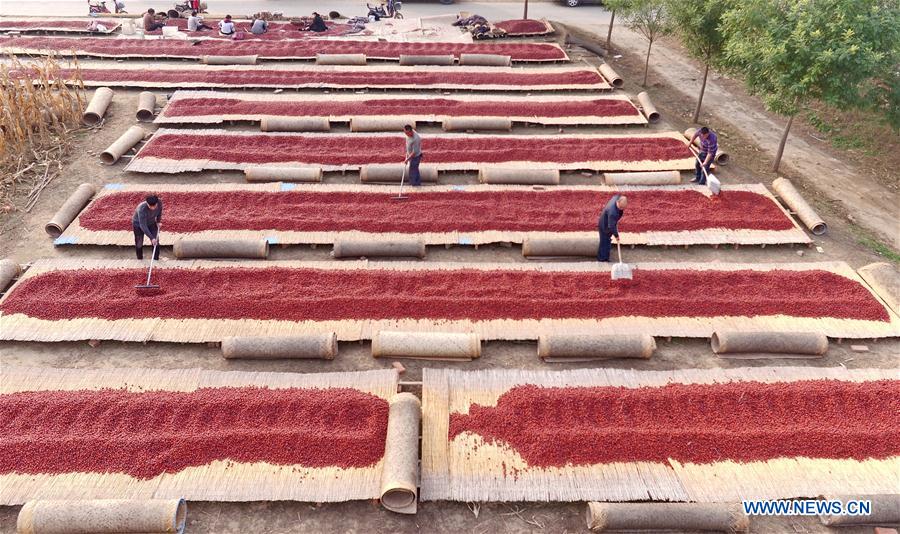 CHINA-HEBEI-RED DATES(CN)