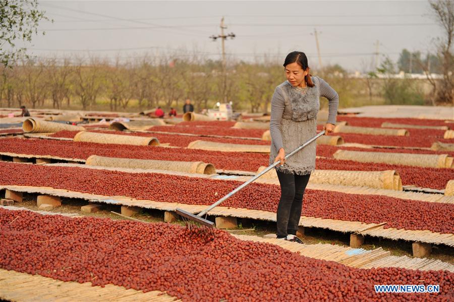 CHINA-HEBEI-RED DATES(CN)