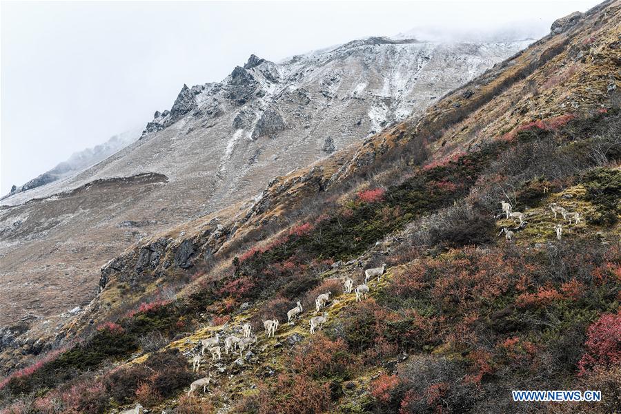 CHINA-TIBET-YUMAI-SCENERY (CN)