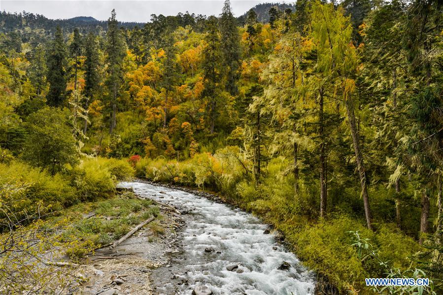 CHINA-TIBET-YUMAI-SCENERY (CN)