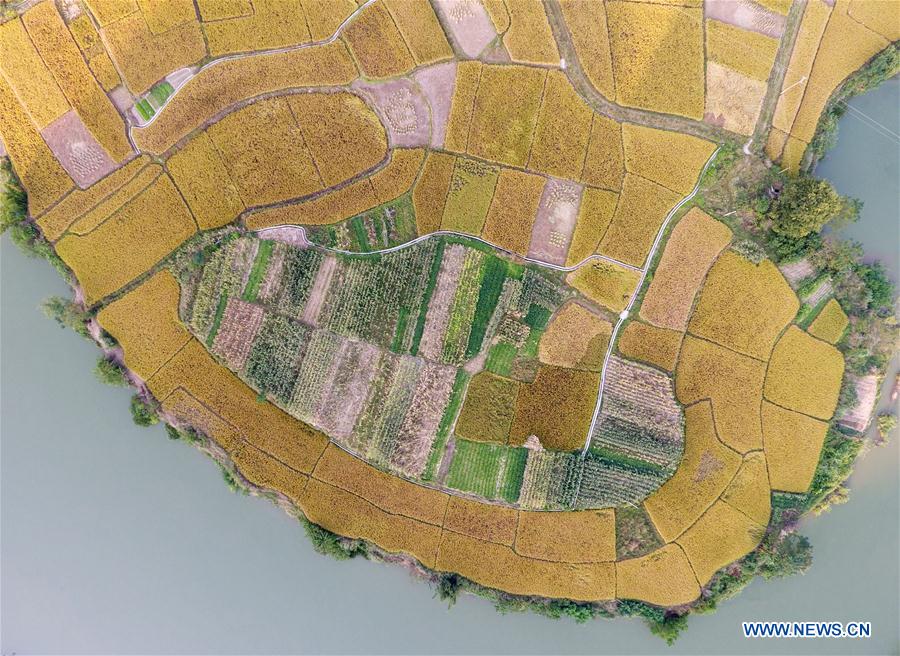 CHINA-GUANGXI-PADDY FIELD(CN)