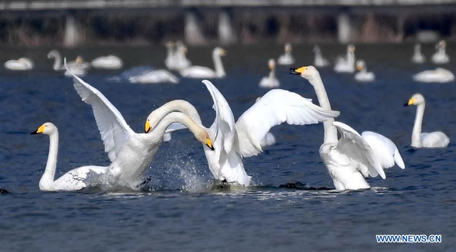 #CHIHA-SHANXI-YUNCHENG-WHOOPER SWANS-WETLAND (CN)