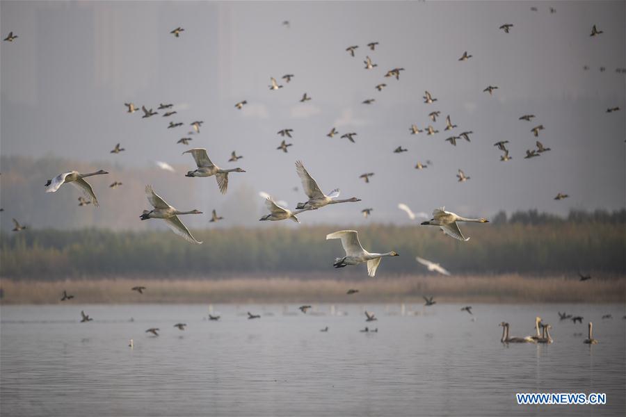 #CHIHA-SHANXI-YUNCHENG-WHOOPER SWANS-WETLAND (CN) 