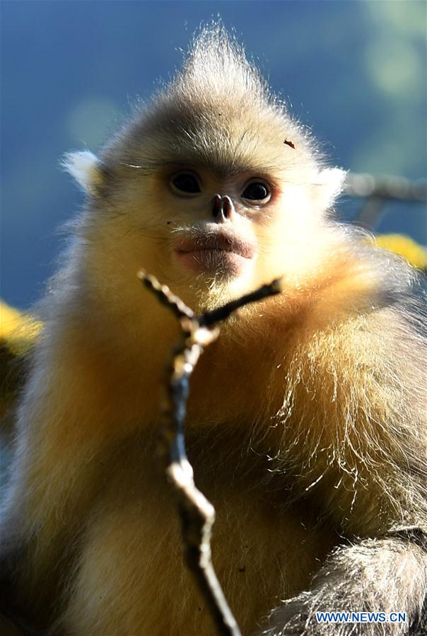CHINA-YUNNAN-GOLDEN MONKEY (CN)