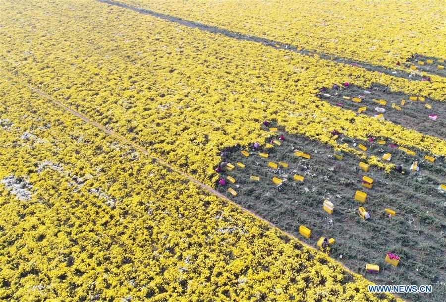 CHINA-HENAN-CHRYSANTHEMUM-HARVEST (CN)