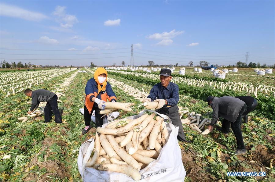 CHINA-HEBEI-RADISH-CULTIVATION (CN)