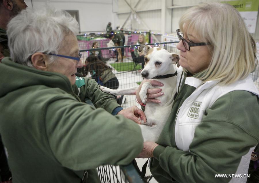 CANADA-VANCOUVER-DOG-ADOPTION