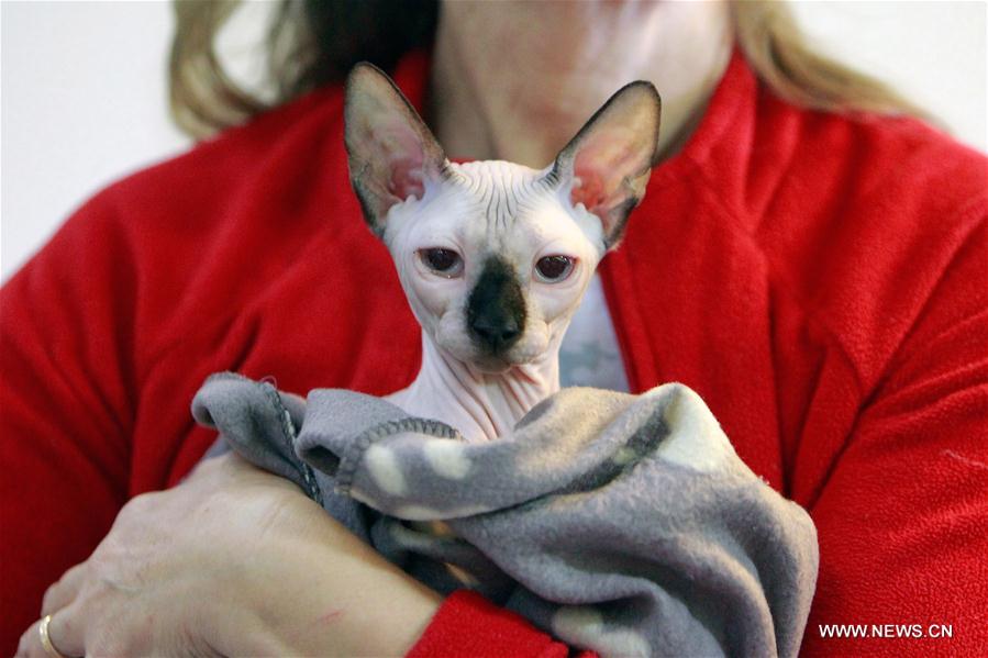 ROMANIA-BUCHAREST-FELINE SHOW