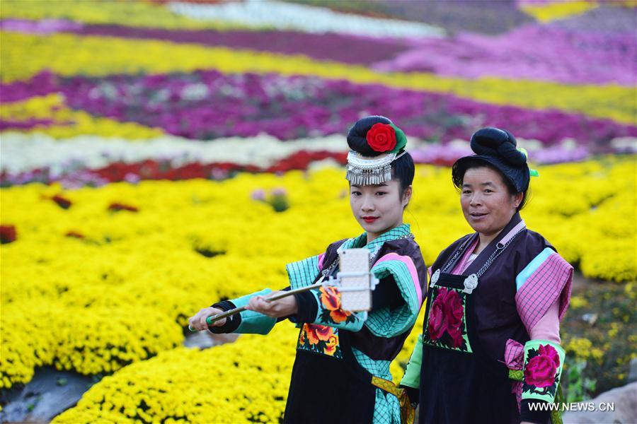 #CHINA-GUIZHOU-CHRYSANTHEMUM (CN)