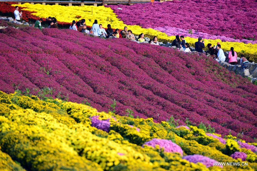 #CHINA-GUIZHOU-CHRYSANTHEMUM (CN)