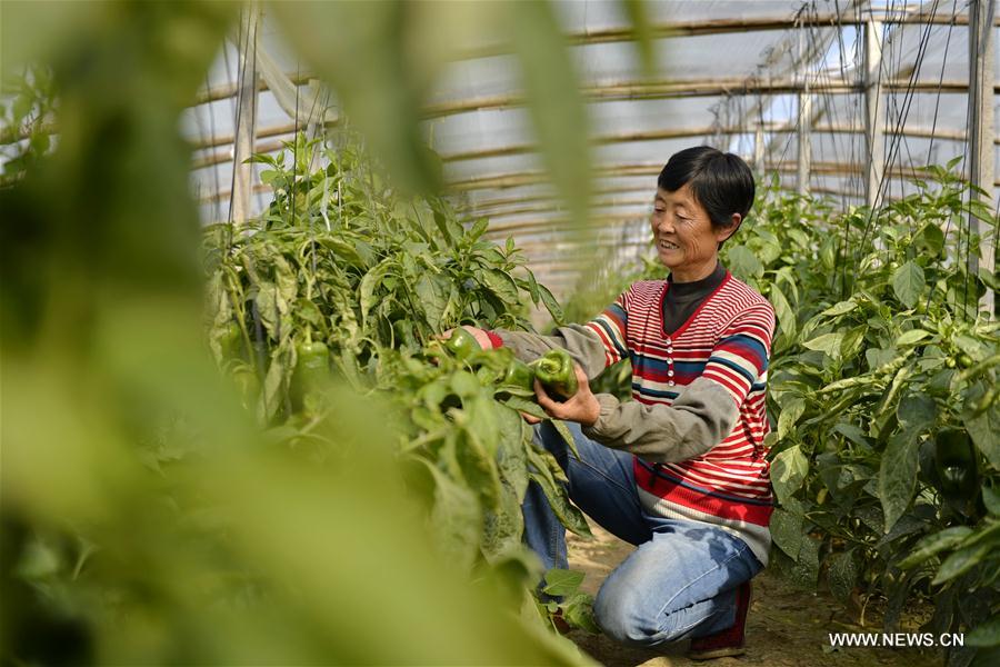 CHINA-HEBEI-VEGETABLE-POVERTY ALLEVIATION(CN)