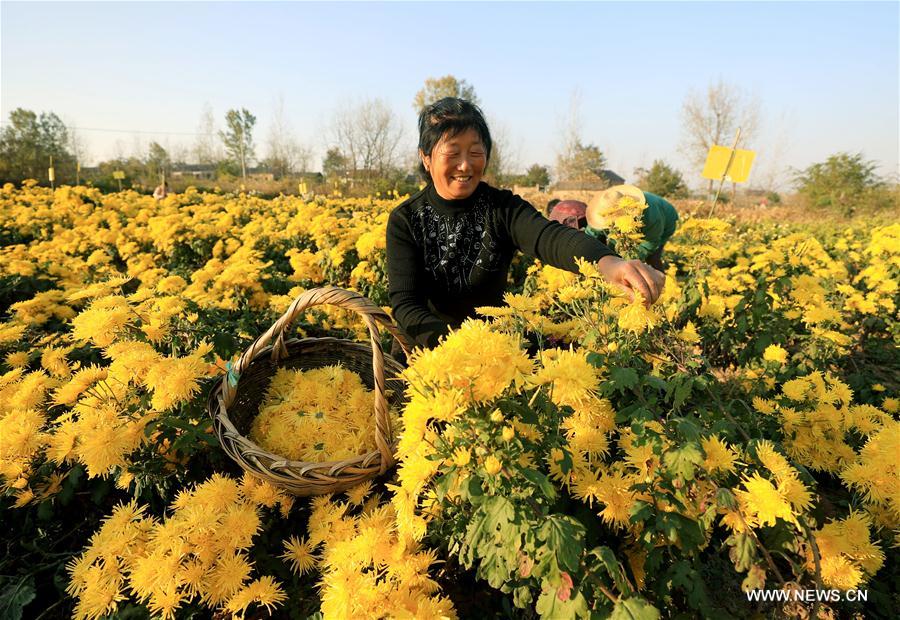 #CHINA-ANHUI-CHRYSANTHEMUM-HARVEST (CN)