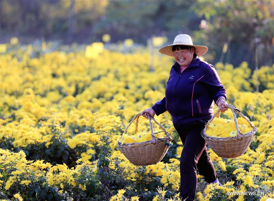 #CHINA-ANHUI-CHRYSANTHEMUM-HARVEST (CN)