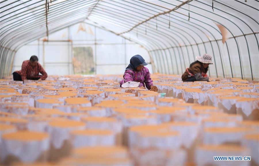 #CHINA-WINTER-FARM WORK (CN)