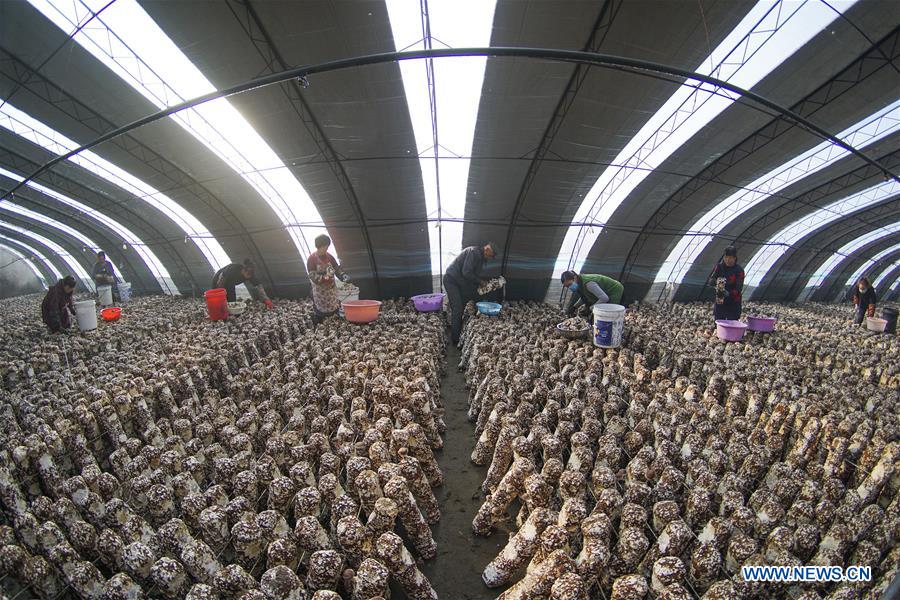 #CHINA-WINTER-FARM WORK (CN)