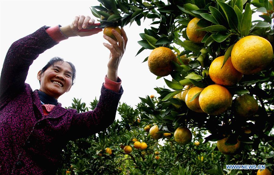 #CHINA-WINTER-FARM WORK (CN)