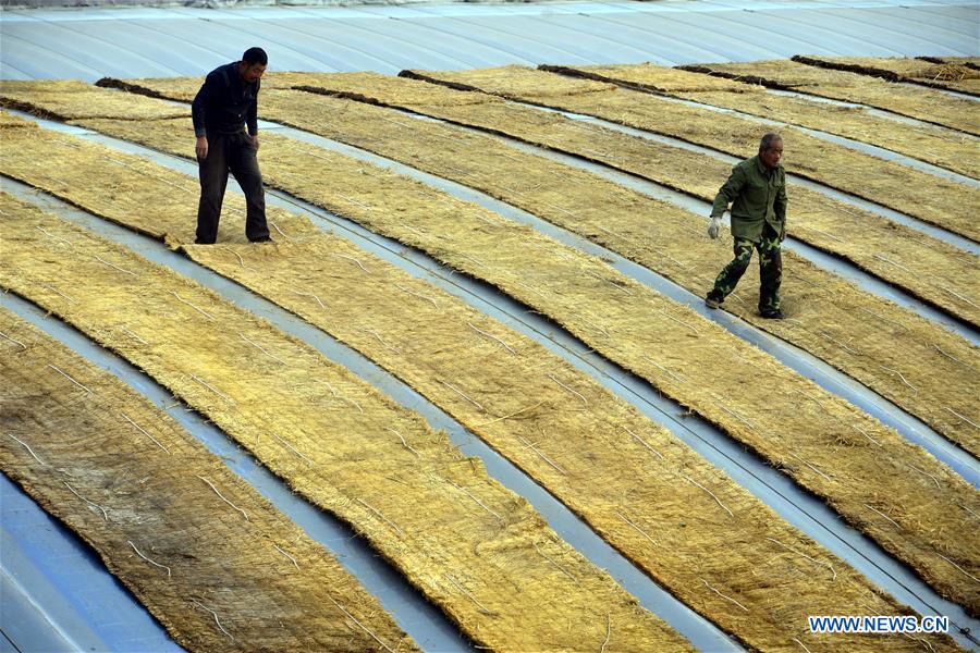 #CHINA-WINTER-FARM WORK (CN)