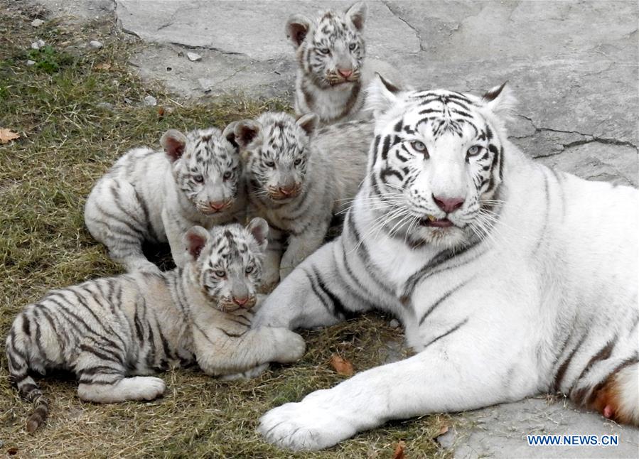 #CHINA-JIANGSU-LIANYUNGANG-TIGER CUBS (CN)