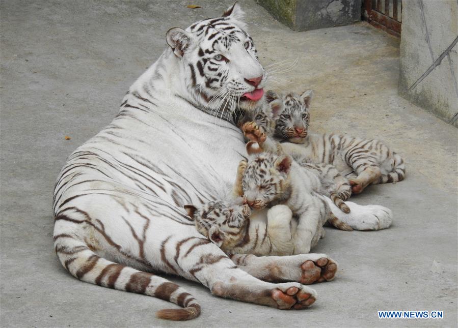 #CHINA-JIANGSU-LIANYUNGANG-TIGER CUBS (CN)