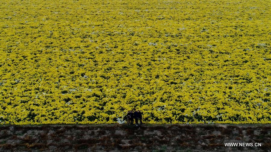 #CHINA-HENAN-CHRYSANTHEMUM-HARVEST (CN)