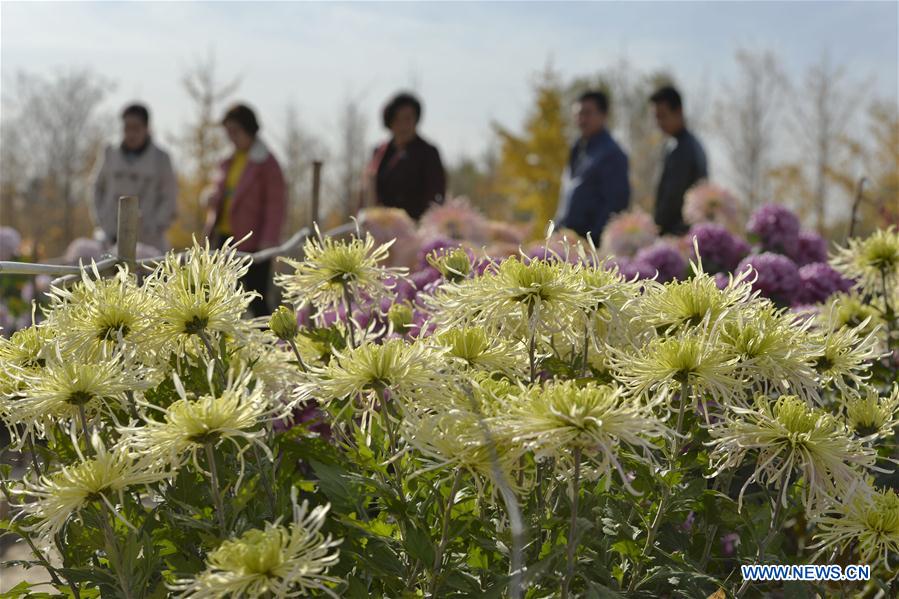#CHINA-HEBEI-SHAHE-CHRYSANTHEMUM (CN)
