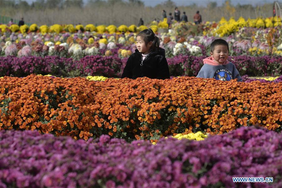 #CHINA-HEBEI-SHAHE-CHRYSANTHEMUM (CN)
