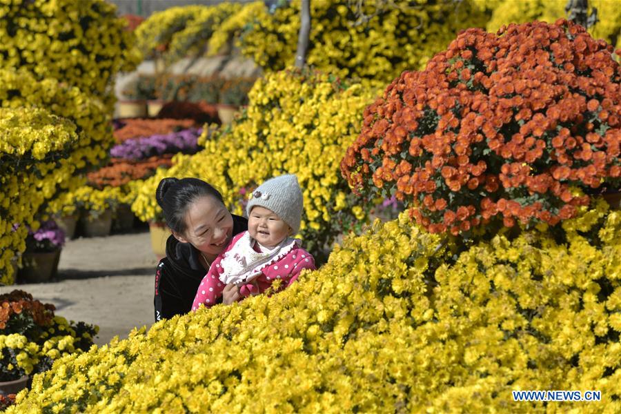 #CHINA-HEBEI-SHAHE-CHRYSANTHEMUM (CN)