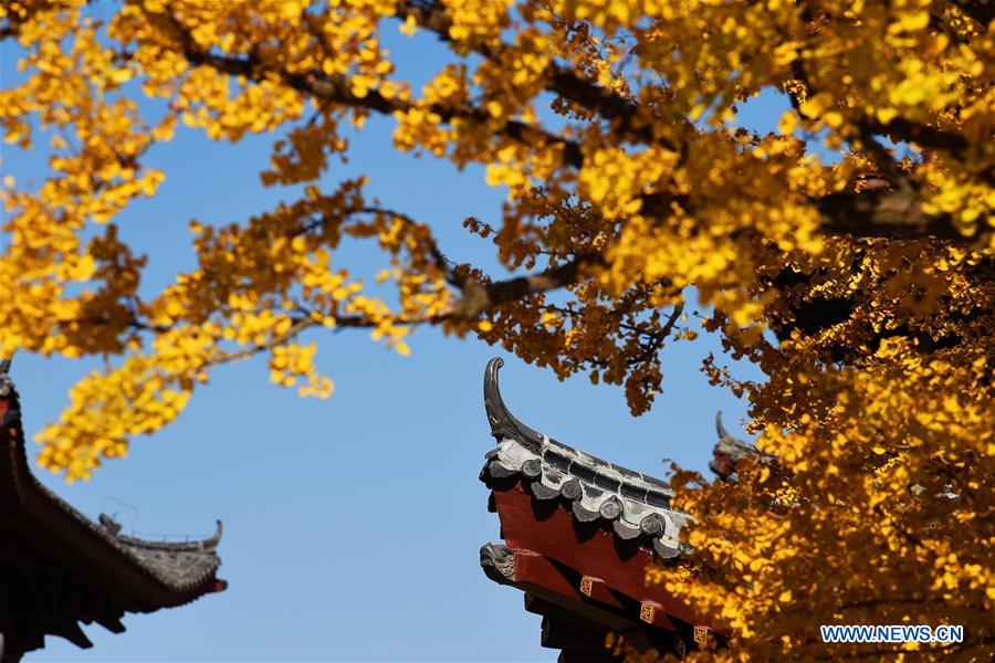 #CHINA-SHANDONG-GINGKO TREES (CN)