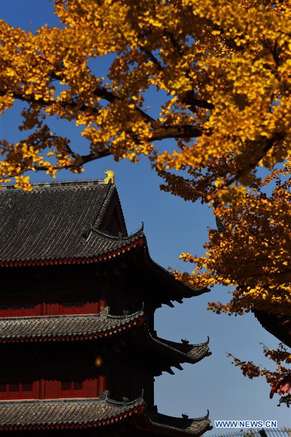 #CHINA-SHANDONG-GINGKO TREES (CN)