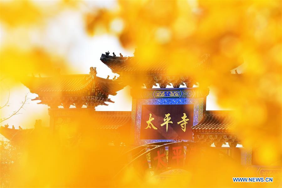 #CHINA-SHANDONG-GINGKO TREES (CN)