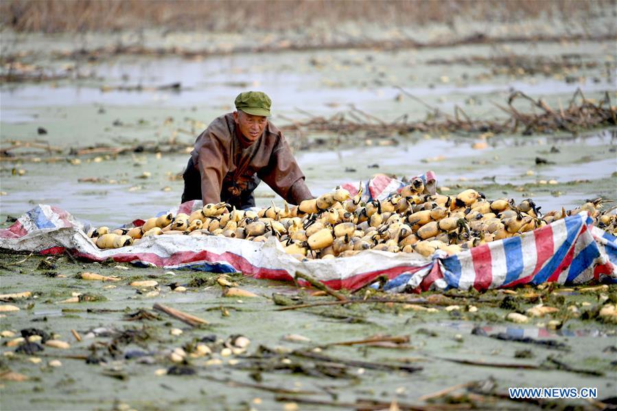#CHINA-ANHUI-LOTUS ROOTS-HARVEST (CN)