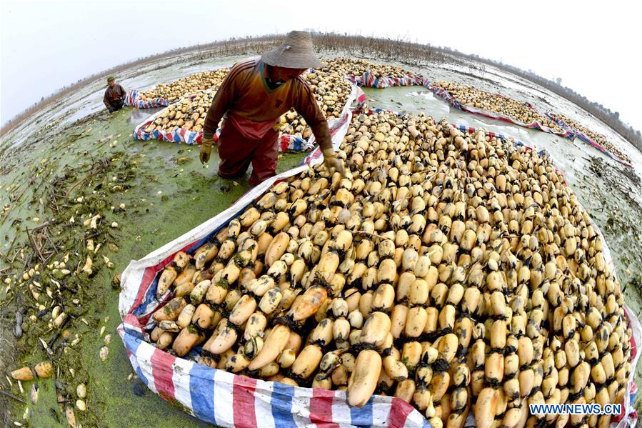 #CHINA-ANHUI-LOTUS ROOTS-HARVEST (CN)