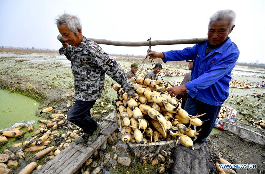 #CHINA-ANHUI-LOTUS ROOTS-HARVEST (CN)