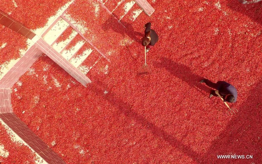 CHINA-HEBEI-PEPPER-HARVEST (CN)