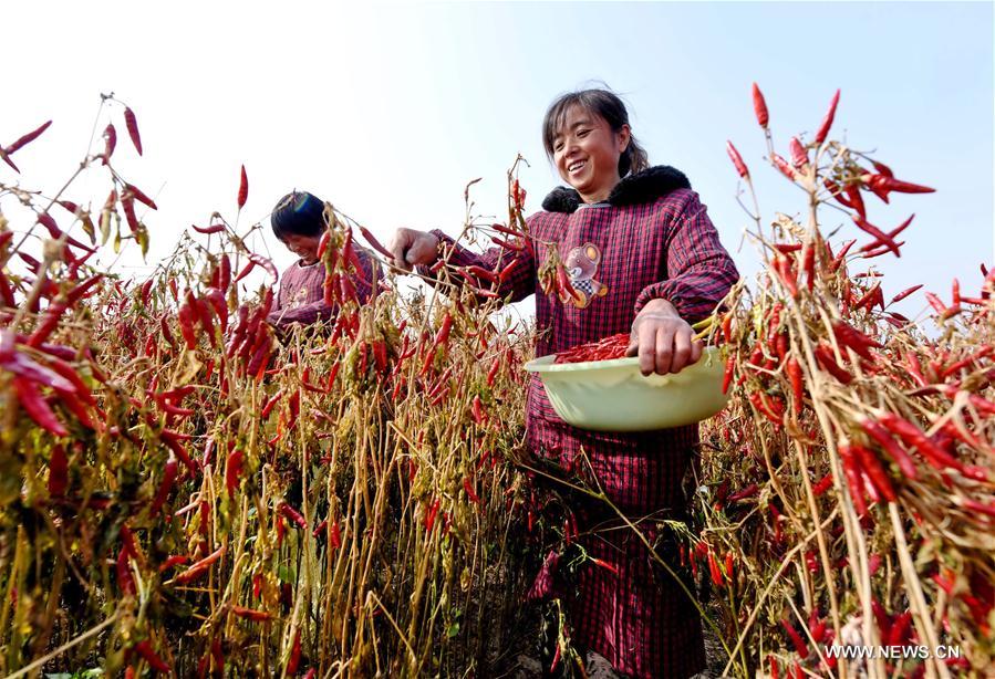 CHINA-HEBEI-PEPPER-HARVEST (CN)