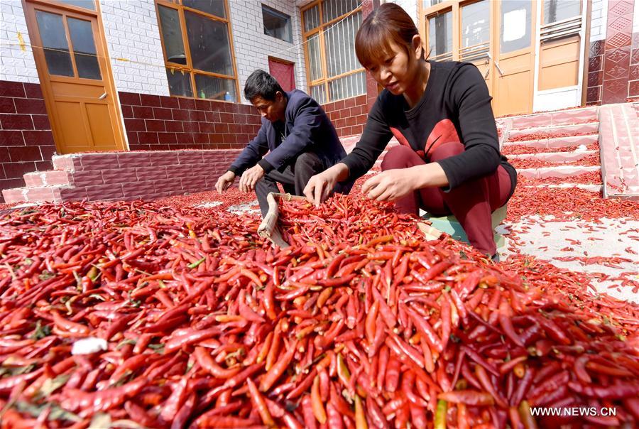 CHINA-HEBEI-PEPPER-HARVEST (CN)