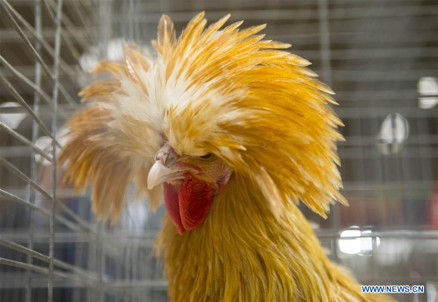 CANADA-TORONTO-AGRICULTURAL FAIR