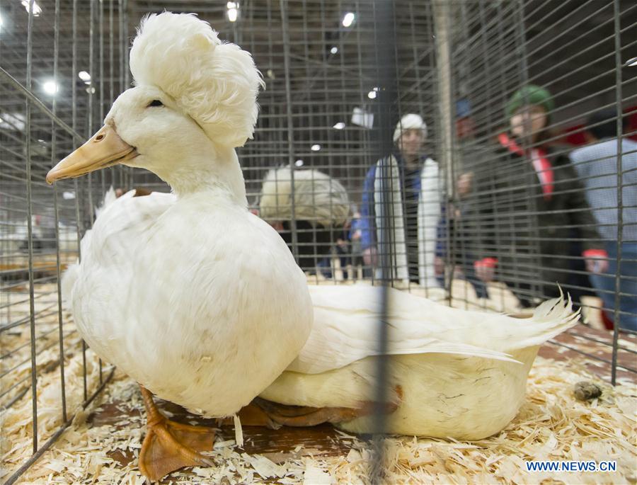 CANADA-TORONTO-AGRICULTURAL FAIR